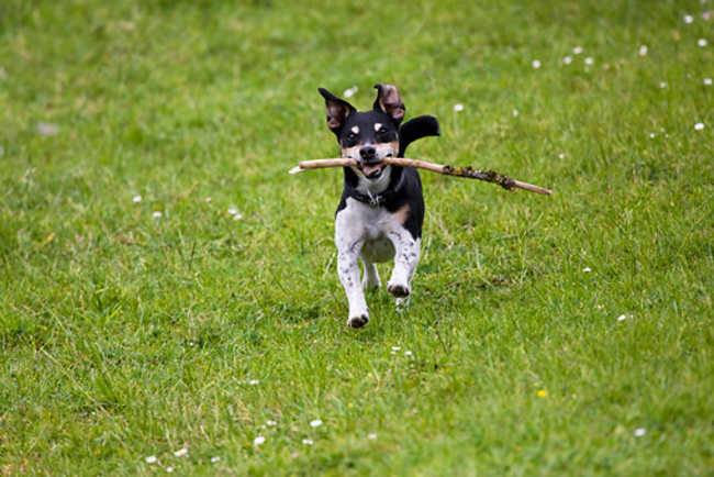 Donos De Cachorro Fazem 13 BLOG Petiko