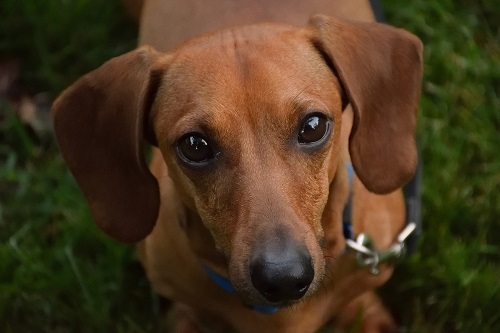 Os Cachorros Mais Populares Dos Pa Ses Da Copa Blog Petiko