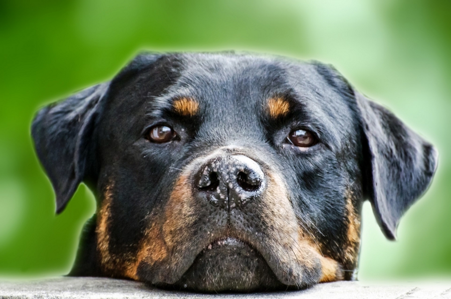 Adestramento e terapia comportamental para cães: diferenças