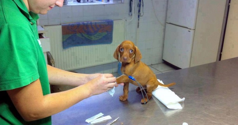 14 cães que não gostam de ir ao veterinário