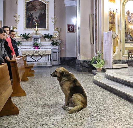 Entenda o que faz esse cachorro visitar a igreja toda semana