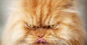 gato mal humorado