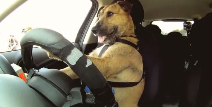 Cachorro motorista