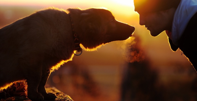 9 maneiras do seu cachorro demonstrar amor por você
