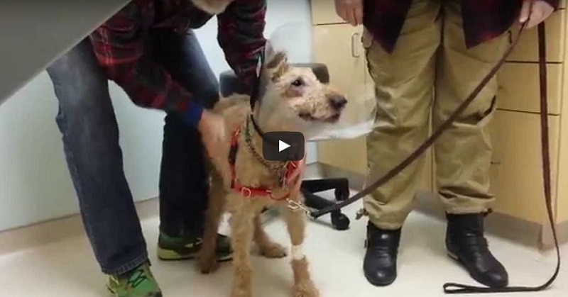 Cão cego vê seus donos pela primeira vez após cirurgia
