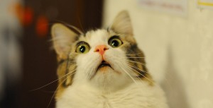 gatos que perceberam