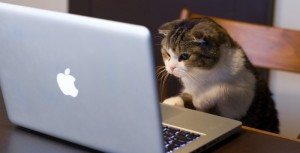gatos fofos