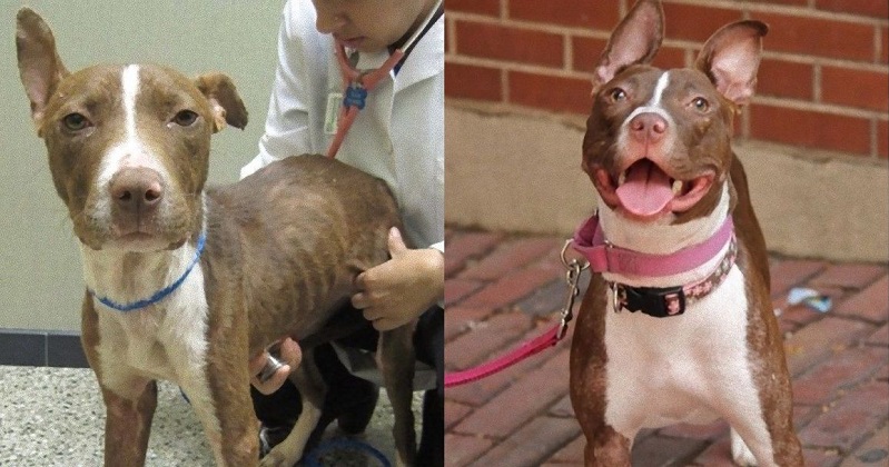 Cães resgatados que agora vivem felizes