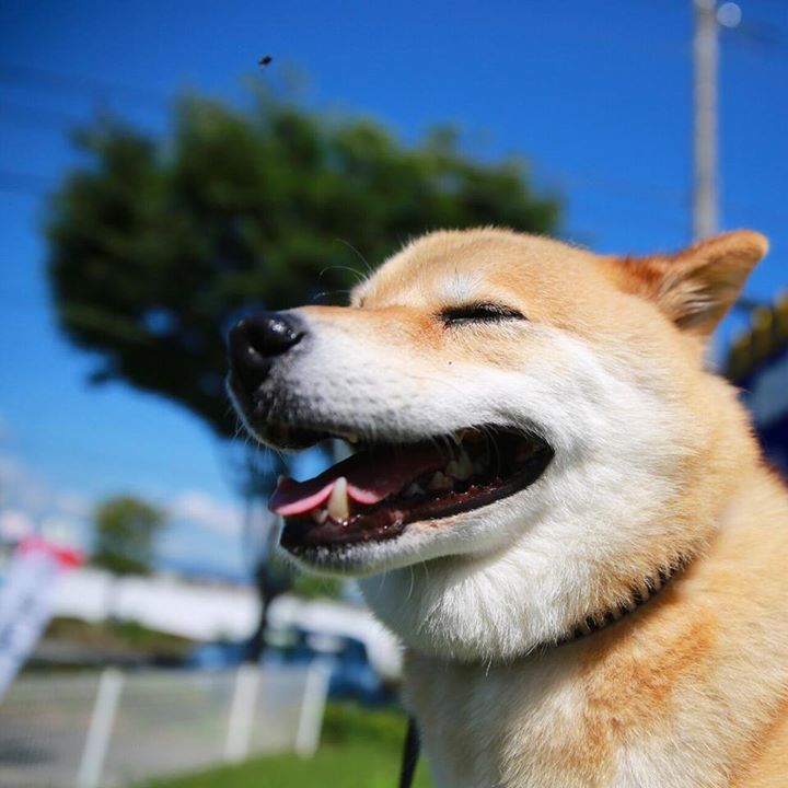 Conheça o cachorro mais feliz do mundo
