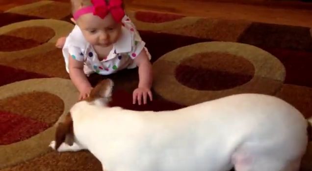 Cãozinho ensinando bebê a engatilhar