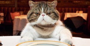 matar seu gato