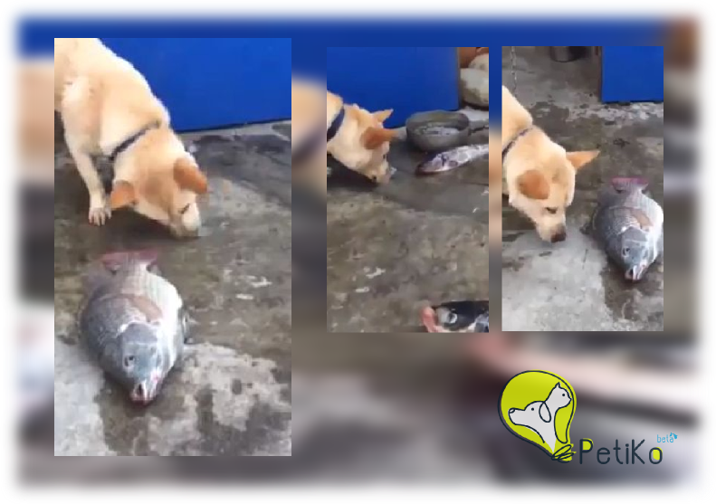 cão tentando salvar o peixe
