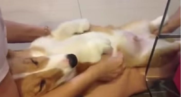 cãozinho recebendo massagem
