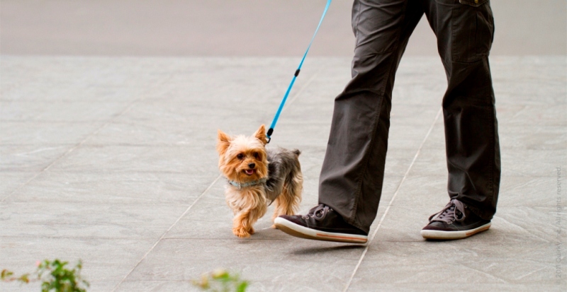 Benefícios de passear com seu cachorro