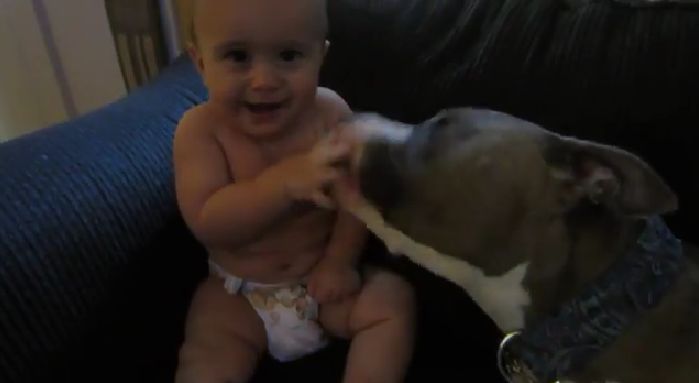 Pit Bull ataca bebê que não consegue resistir