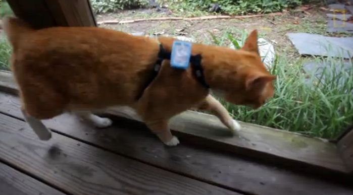 Rastreador de gatos mostra onde seu gato anda quando vai passear