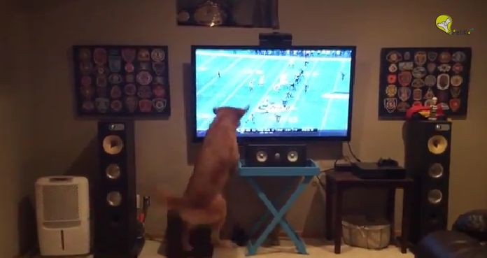 Cachorro apaixonado por futebol americano