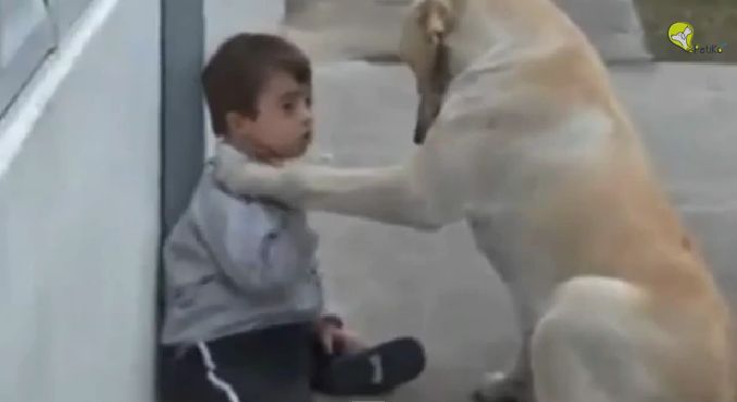Vídeo emocionante de cachorro fazendo amizade com garotinho com Síndrome de Down