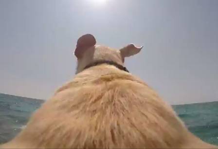 Vídeo de cachorro mergulhando no mar é sucesso na internet