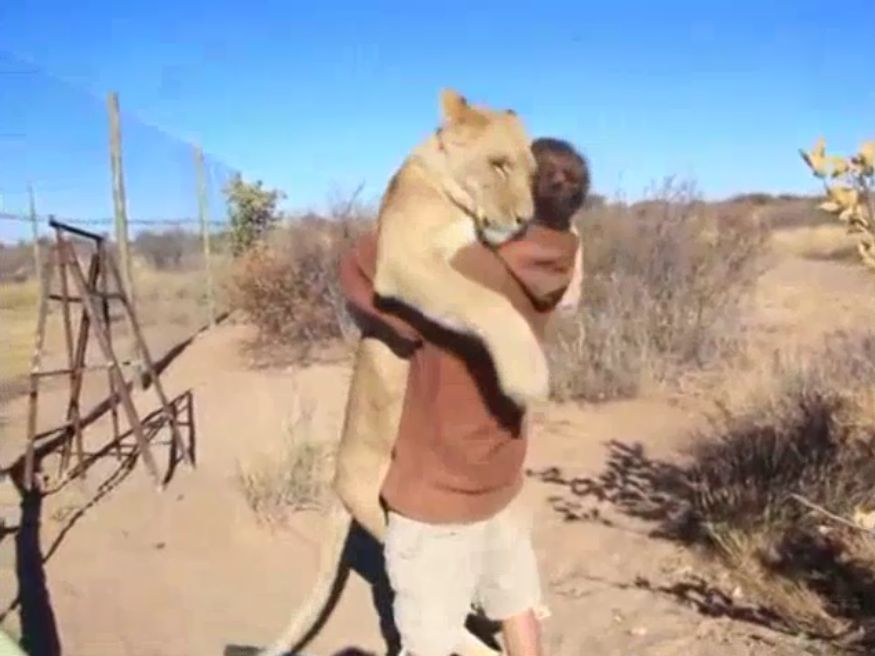Leão abraçando homem