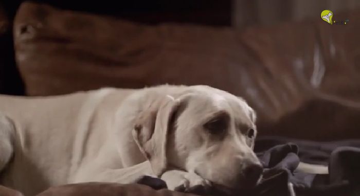 Esse comercial do “Cão esperando seu amigo” vai emocionar você