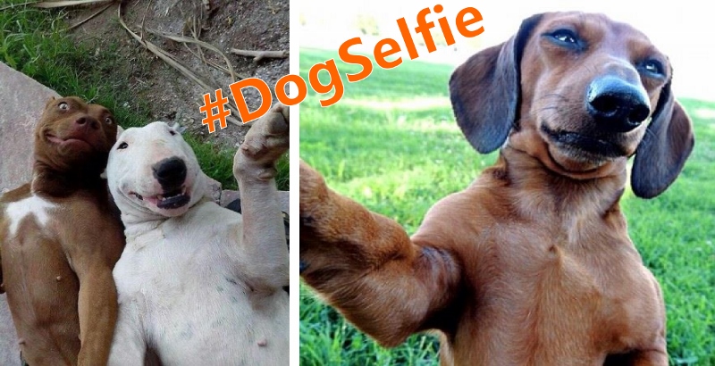 Selfies de cães estão fazendo sucesso na internet