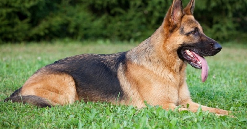 Top 10+ das melhores raças de cães de guarda