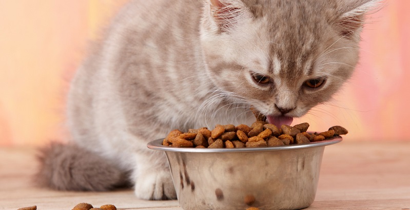 Ração para gatos seca ou úmida: Qual? Quanto? Por que?