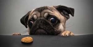 gases em cães