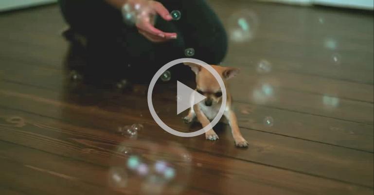 Chihuahua brincando com bolhas de sabão