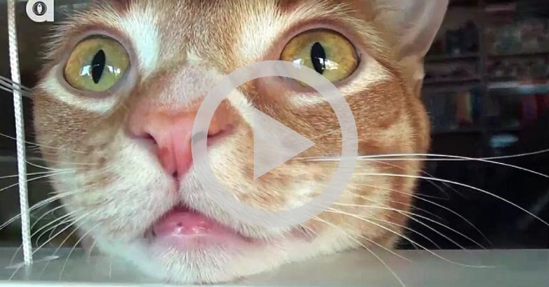 Vídeo hilário mostra como os gatos enxergam o mundo