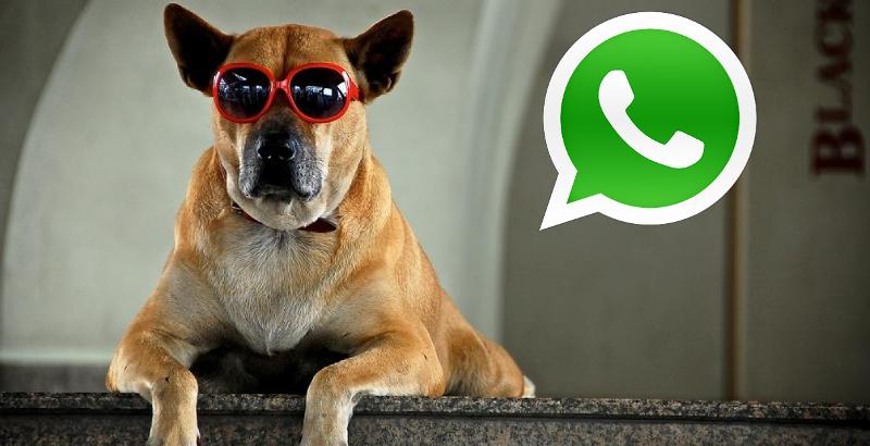 cachorro usando WhatsApp