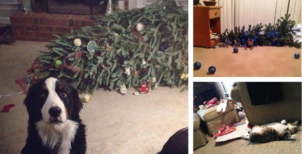 14 cães e gatos que querem destruir o Natal