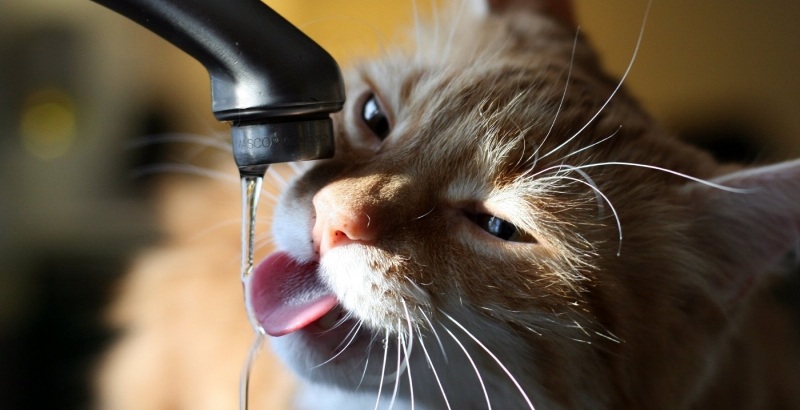 Como fazer o gato beber água