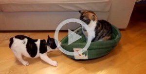 Cachorro e gato brigando