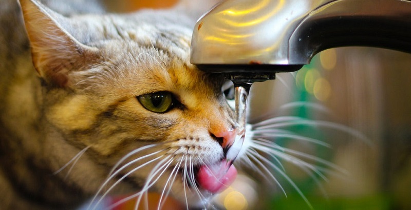 Cuidados com o gato no calor