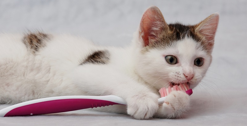 A importância de escovar os dentes do gato