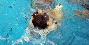 cães que tiveram