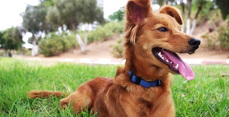 9 coisas maravilhosas que acontecem com você ao adotar um cachorro