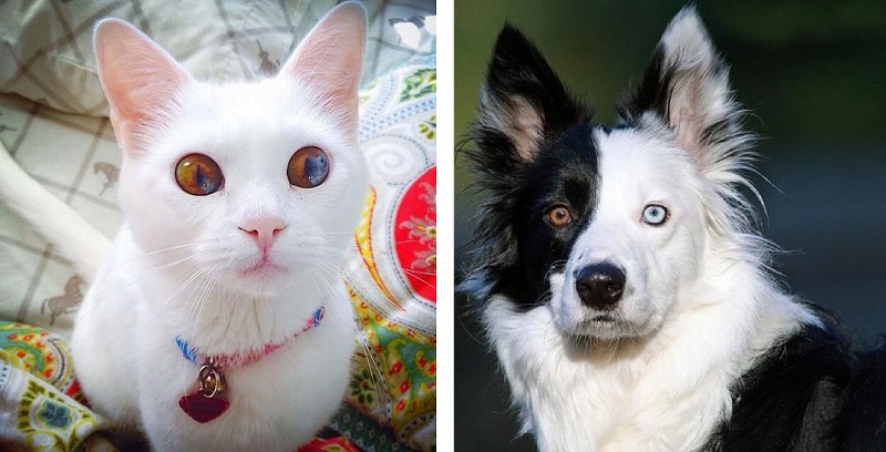 cães e gatos com olhos