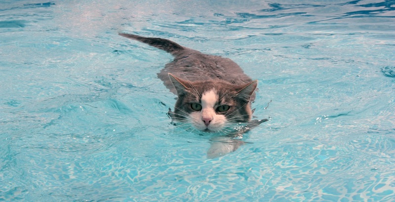 gatos que amam água