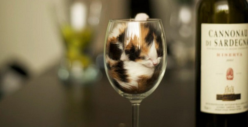 17 provas incontestáveis de que gatos são líquidos