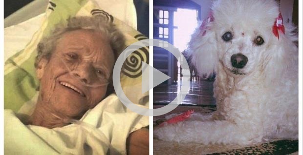 Último desejo de idosa era poder se despedir de sua cachorra