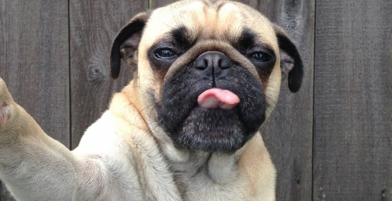As 12 melhores selfies de cachorro de todos os tempos