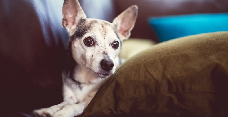 14 razões que fazem do seu cachorro seu melhor amigo