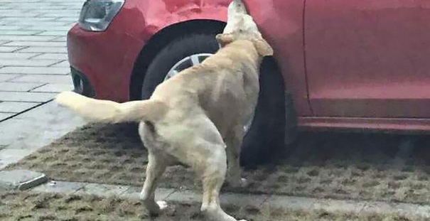 Cachorro chutado por motorista volta com outros cães e se vinga