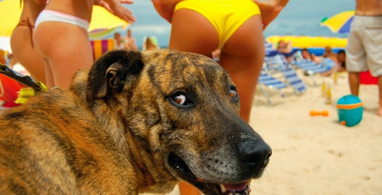 11 cães engraçadinhos que saíram de penetra nas fotos