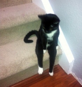 seu gato