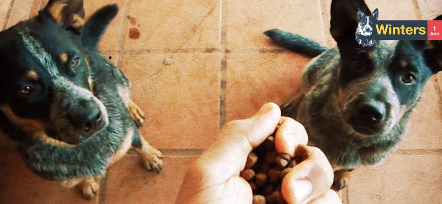 Ensinando seu cachorro esperar para comer