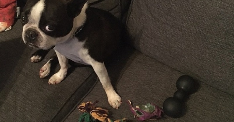 12 cães que se arrependeram de ter destruído seus brinquedos